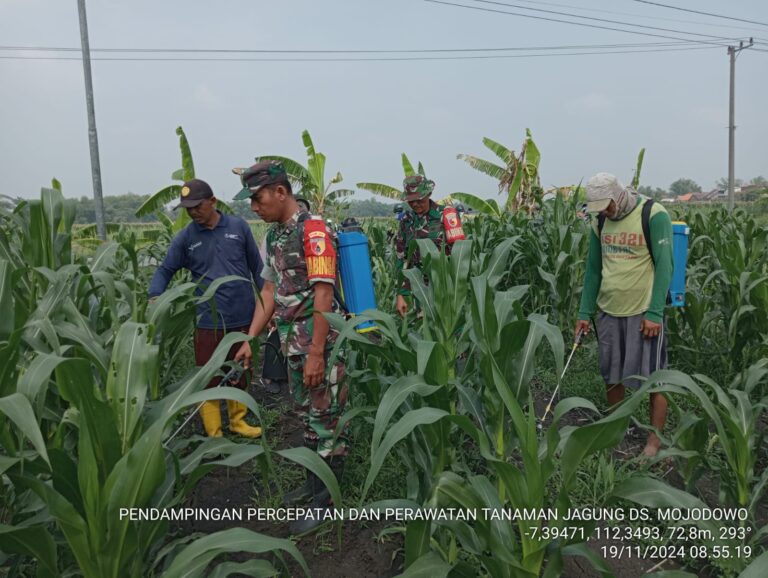 Dukung Program Hanpangan Nasional, Babinsa Koramil Kemlagi Bersama Poktan Lakukan Perawatan Tanaman Jagung