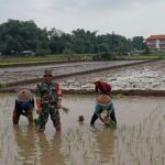 Wujudkan Ketahanan Pangan Babinsa Koramil Dlanggu Hadir Di Tengah – Tengah Petani