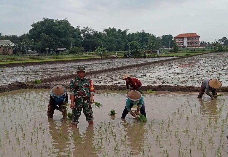 Wujudkan Ketahanan Pangan Babinsa Koramil Dlanggu Hadir Di Tengah – Tengah Petani