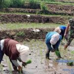 Aktif Turun Ke Sawah, Babinsa Koramil 0815/16 Pacet Bersama Poktan Prioritas Wujudkan Hanpangan