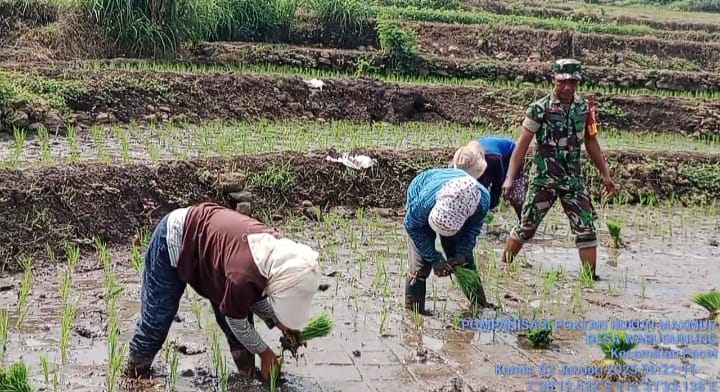 Aktif Turun Ke Sawah, Babinsa Koramil 0815/16 Pacet Bersama Poktan Prioritas Wujudkan Hanpangan