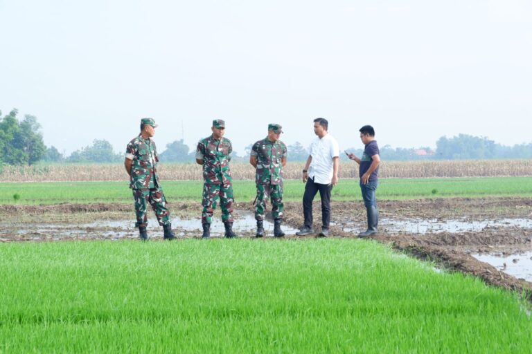 Lakukan Inovasi Demi Tercapainya Swasembada Pangan, Danrem 082/CPYJ Tinjau Lokasi Penanaman Padi Bibit Unggul Gapoktan Desa Modongan