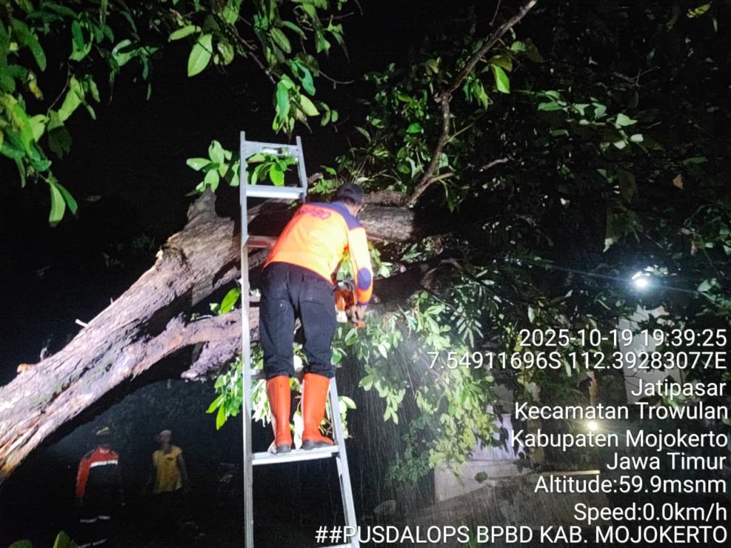 Hujan Deras Disertai Angin Kencang Terjang Trowulan Mojokerto, Sejumlah Rumah Rusak dan Pohon Tumbang