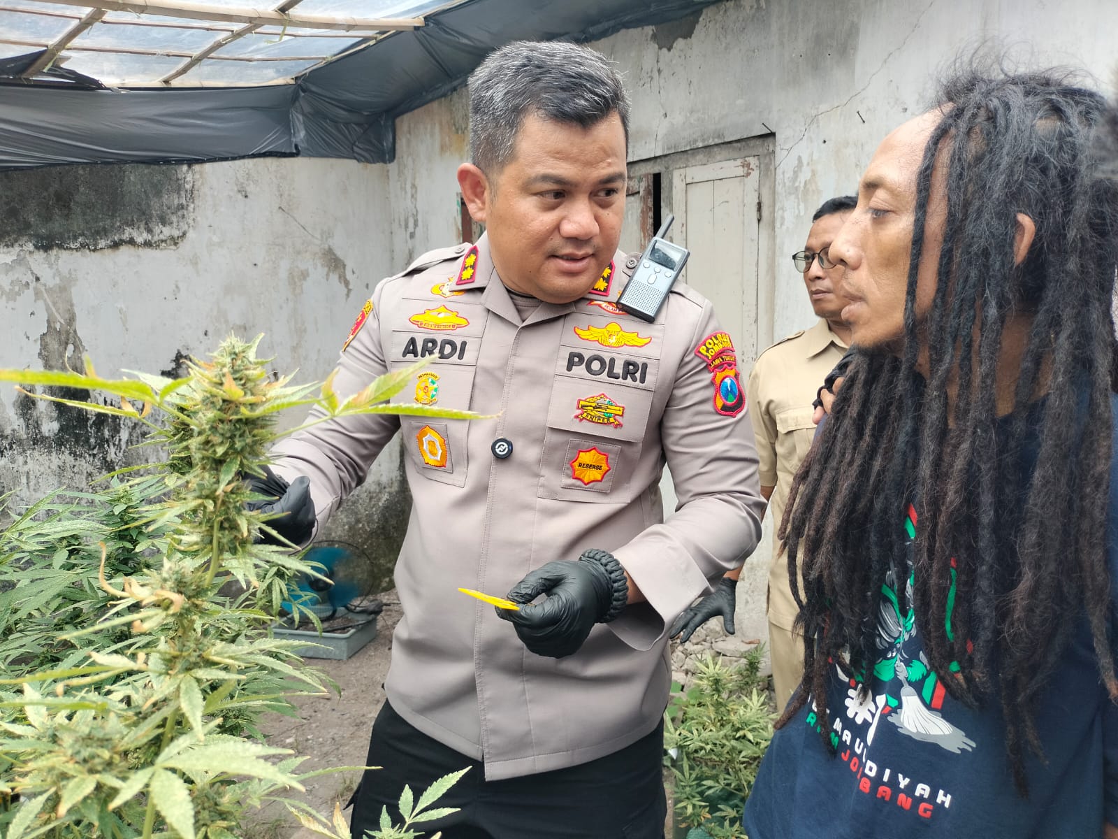 Rumah Kontrakan di Mojongapit Jombang Disulap Jadi Kebun Ganja, Polisi Amankan Ratusan Tanaman