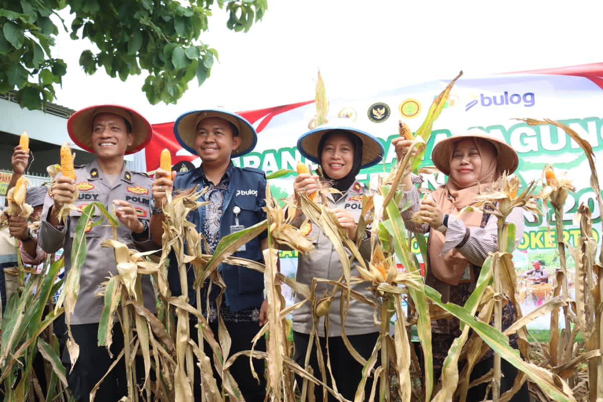 Bulog Mojokerto Dukung Panen Raya Jagung Polres, Siap Jaga Stok dan Stabilitas Harga