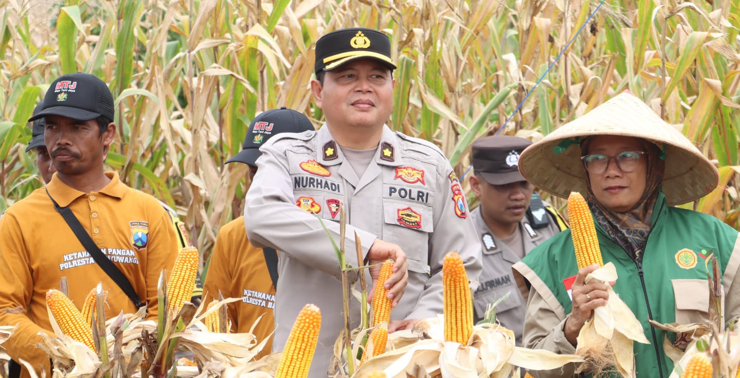 Polresta Banyuwangi Panen 126 Ton Jagung
