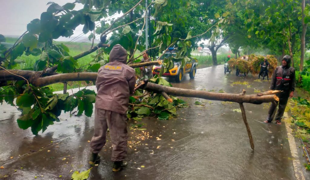 Hujan Deras Picu Pohon Tumbang, Sinergi Polisi dan Warga Amankan Jalur Jatirejo–Lebakjabung