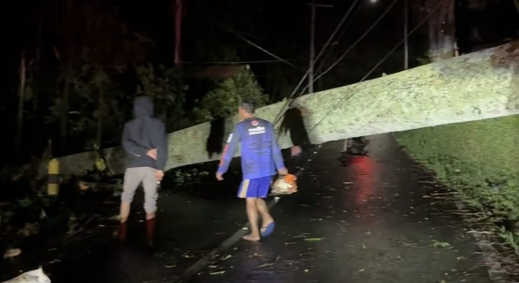 Angin Kencang Terjang Mojokerto, Jalur Pacet–Cangar Sempat Lumpuh Akibat Pohon Tumbang