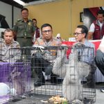 Polresta Sidoarjo Bongkar Perdagangan Satwa Dilindungi, Pria Krembung Ditangkap