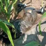 Geger! Mayat Pria Membusuk Ditemukan di Ladang Jagung Wonosalam