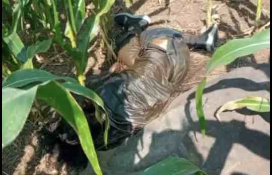 Geger! Mayat Pria Membusuk Ditemukan di Ladang Jagung Wonosalam